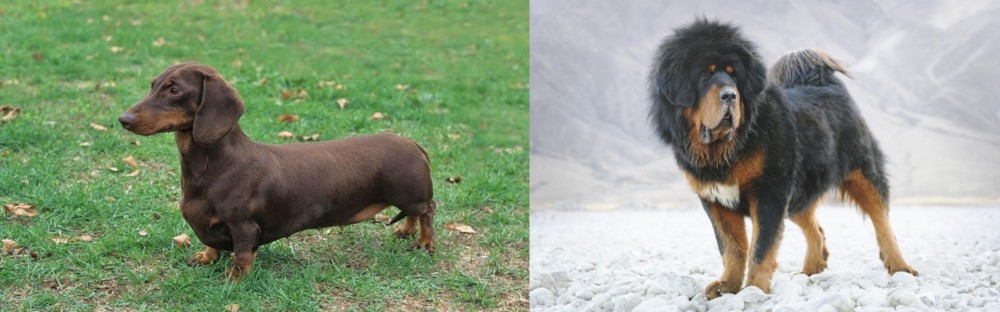 Tibetan Mastiff vs Dachshund - Breed Comparison