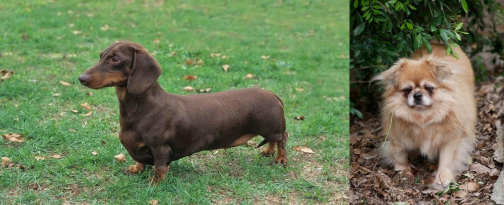 Tibetan Spaniel vs Dachshund - Breed Comparison