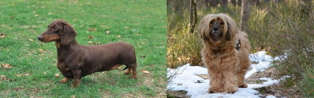 Tibetan Terrier vs Dachshund - Breed Comparison