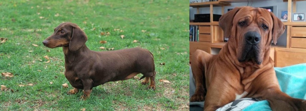 Tosa vs Dachshund - Breed Comparison