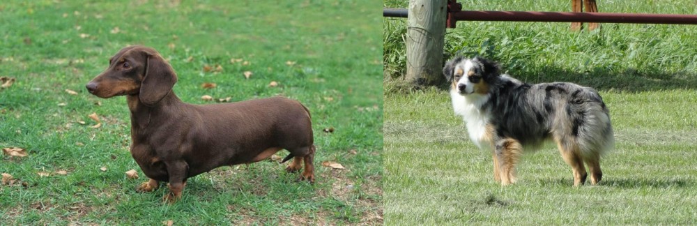 Toy Australian Shepherd vs Dachshund - Breed Comparison