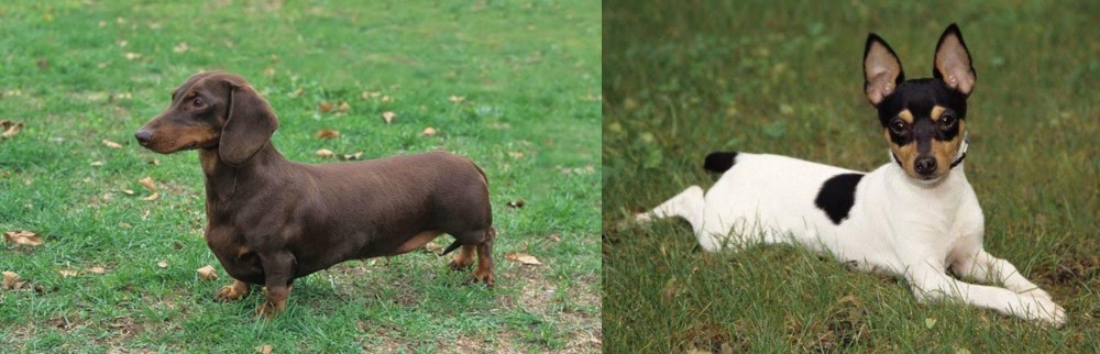 Toy Fox Terrier vs Dachshund - Breed Comparison