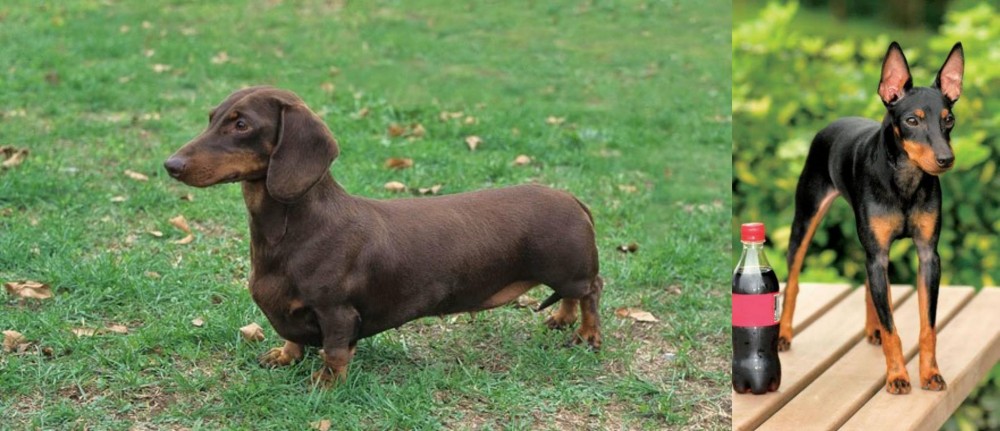 Toy Manchester Terrier vs Dachshund - Breed Comparison