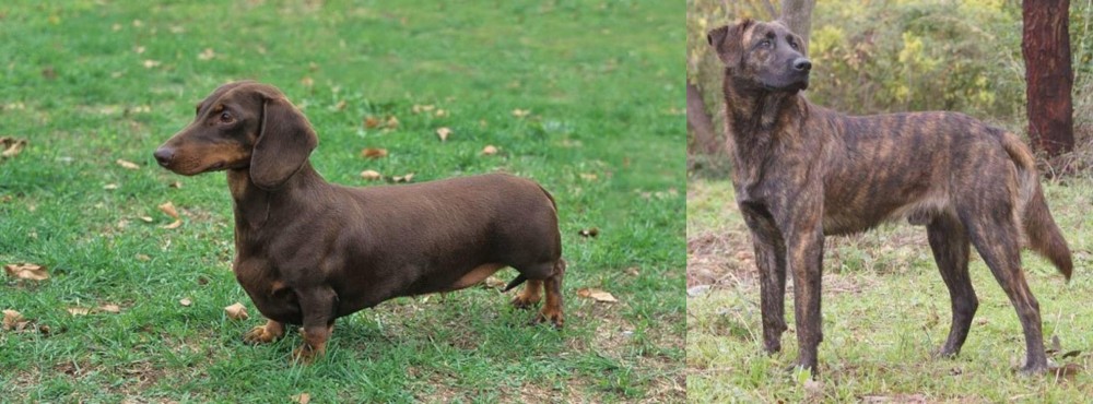 Treeing Tennessee Brindle vs Dachshund - Breed Comparison