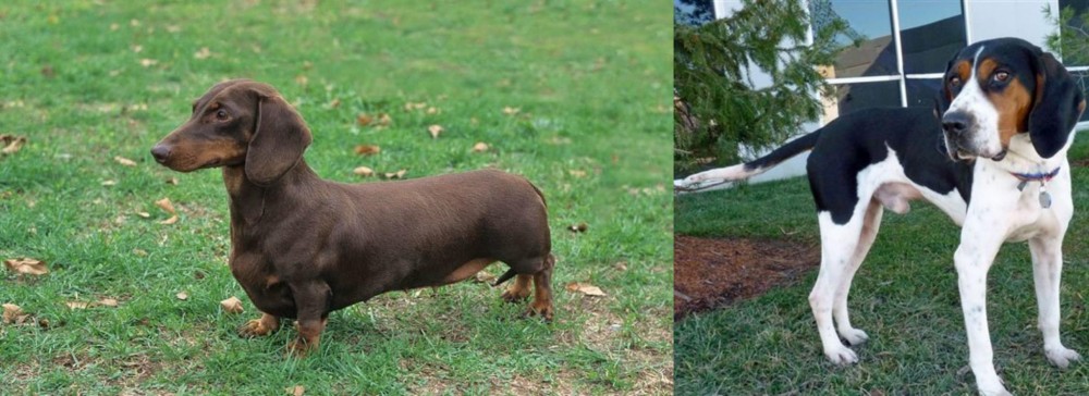 Treeing Walker Coonhound vs Dachshund - Breed Comparison
