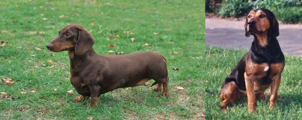 Tyrolean Hound vs Dachshund - Breed Comparison