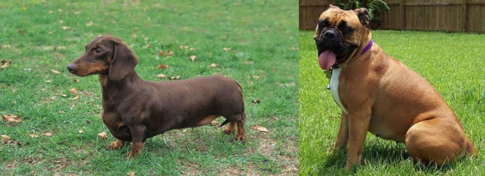 Valley Bulldog vs Dachshund - Breed Comparison
