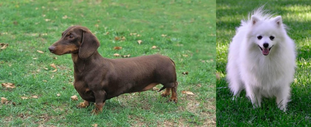 Volpino Italiano vs Dachshund - Breed Comparison