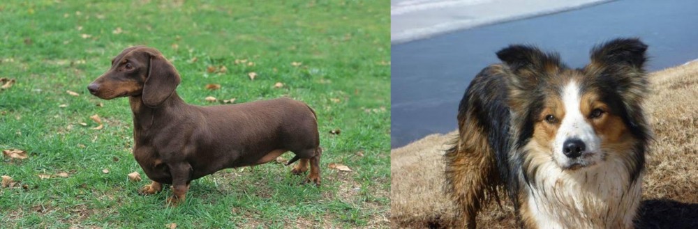 Welsh Sheepdog vs Dachshund - Breed Comparison