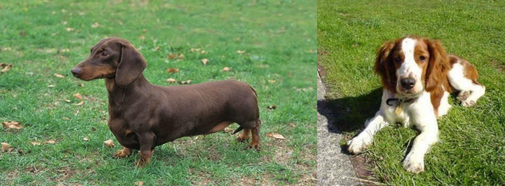 Welsh Springer Spaniel vs Dachshund - Breed Comparison