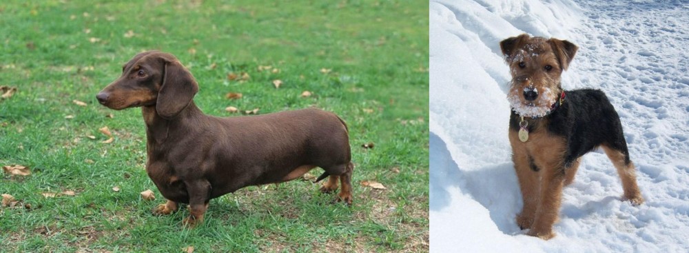 Welsh Terrier vs Dachshund - Breed Comparison