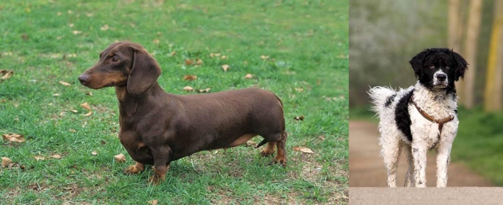 Wetterhoun vs Dachshund - Breed Comparison