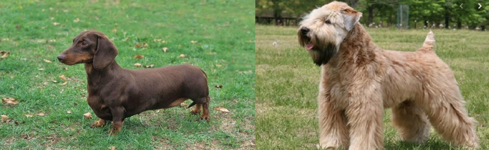 Wheaten Terrier vs Dachshund - Breed Comparison