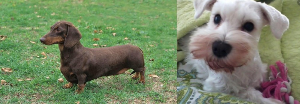 White Schnauzer vs Dachshund - Breed Comparison