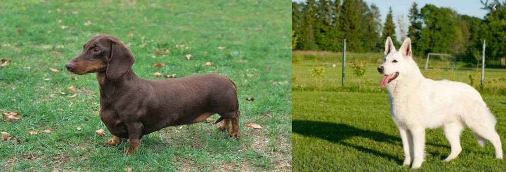 White Shepherd vs Dachshund - Breed Comparison