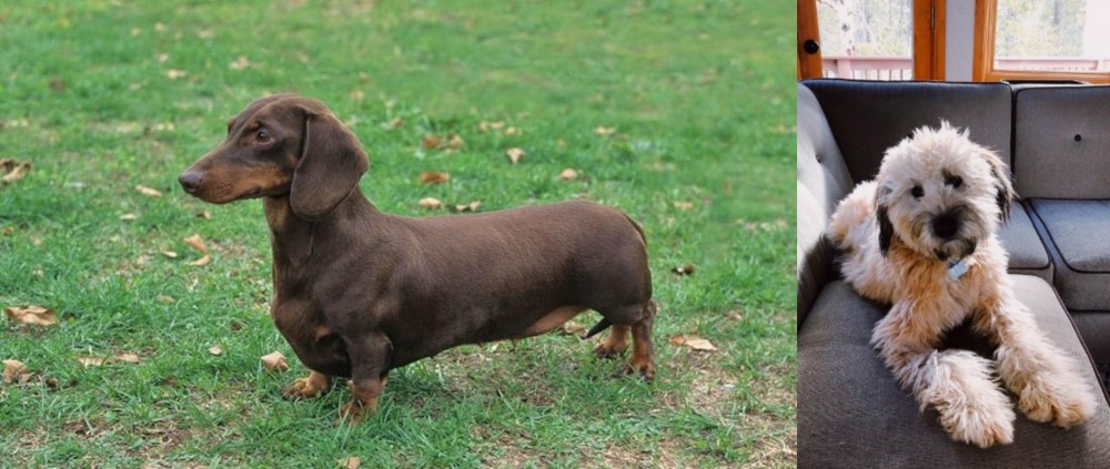 Whoodles vs Dachshund - Breed Comparison