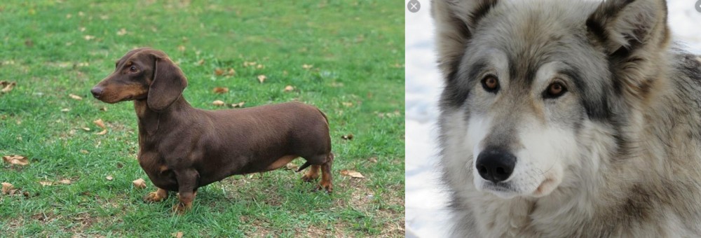 Wolfdog vs Dachshund - Breed Comparison