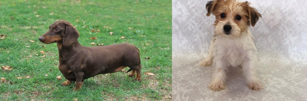 Yochon vs Dachshund - Breed Comparison