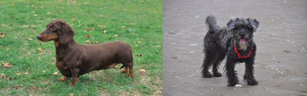YorkiePoo vs Dachshund - Breed Comparison