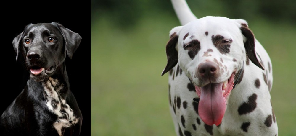 Dalmatian vs Dalmador - Breed Comparison