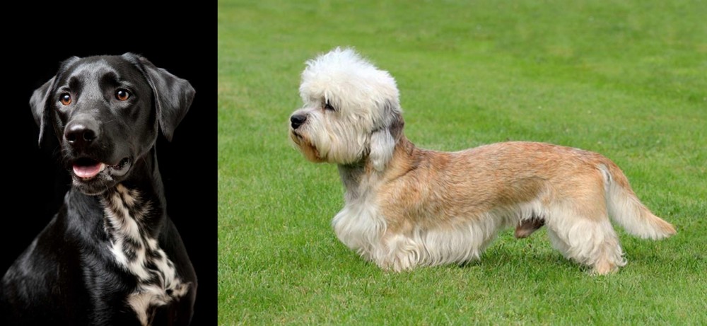 Dandie Dinmont Terrier vs Dalmador - Breed Comparison