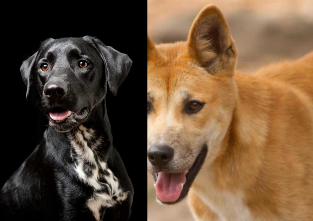 Dingo vs Dalmador - Breed Comparison