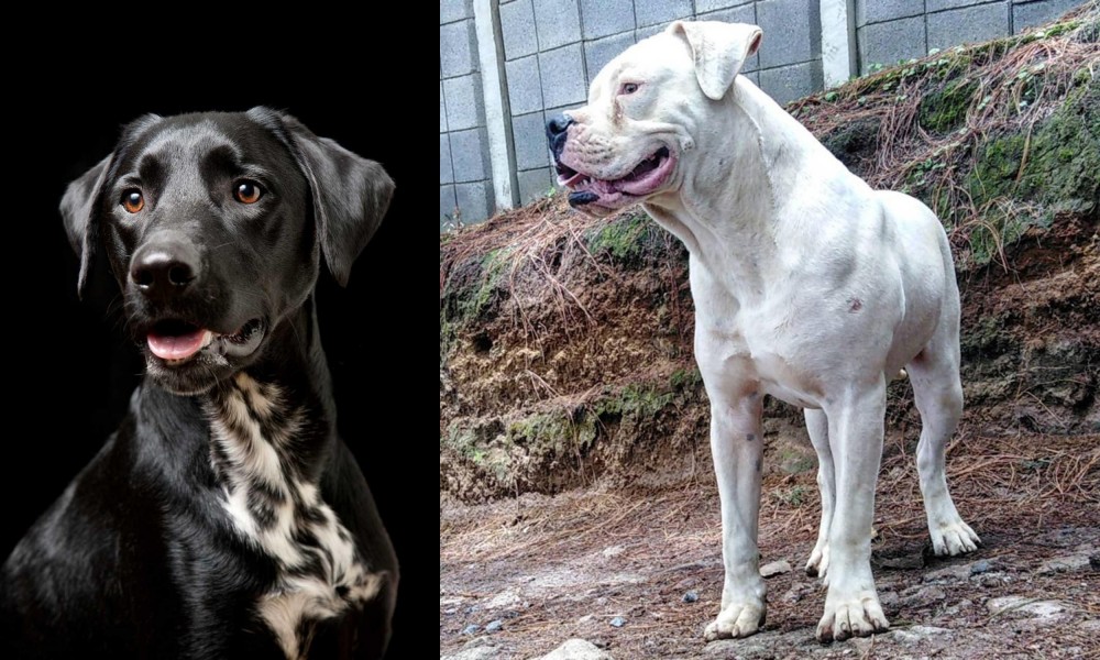 Dogo Guatemalteco vs Dalmador - Breed Comparison