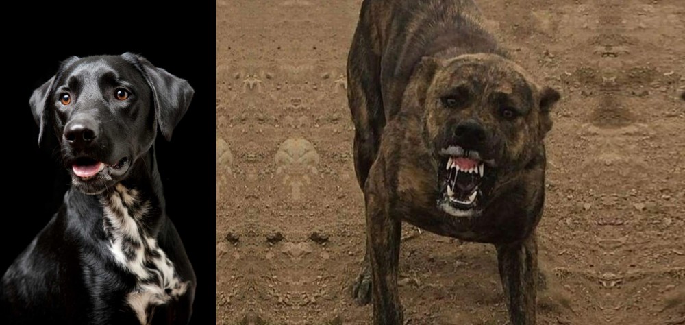 Dogo Sardesco vs Dalmador - Breed Comparison