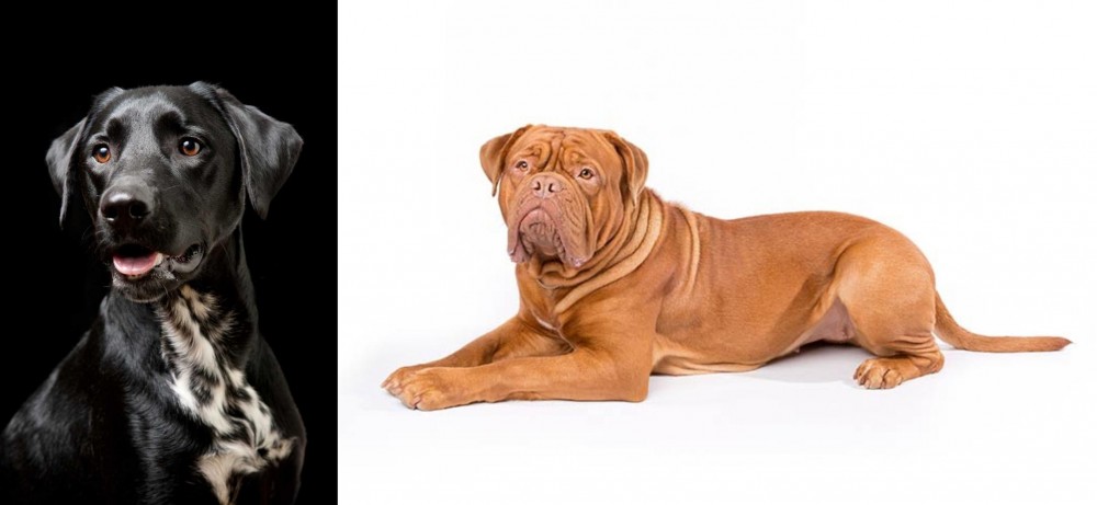 Dogue De Bordeaux vs Dalmador - Breed Comparison