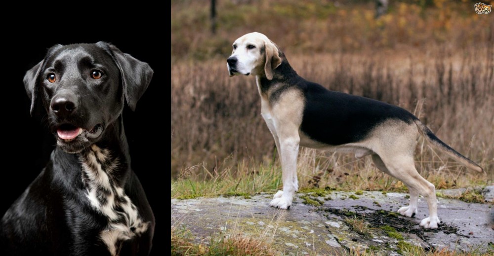 Dunker vs Dalmador - Breed Comparison
