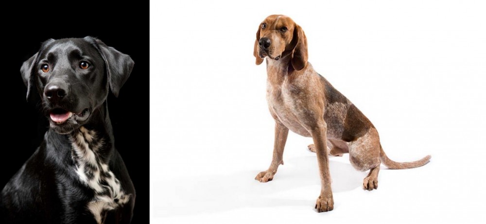 English Coonhound vs Dalmador - Breed Comparison