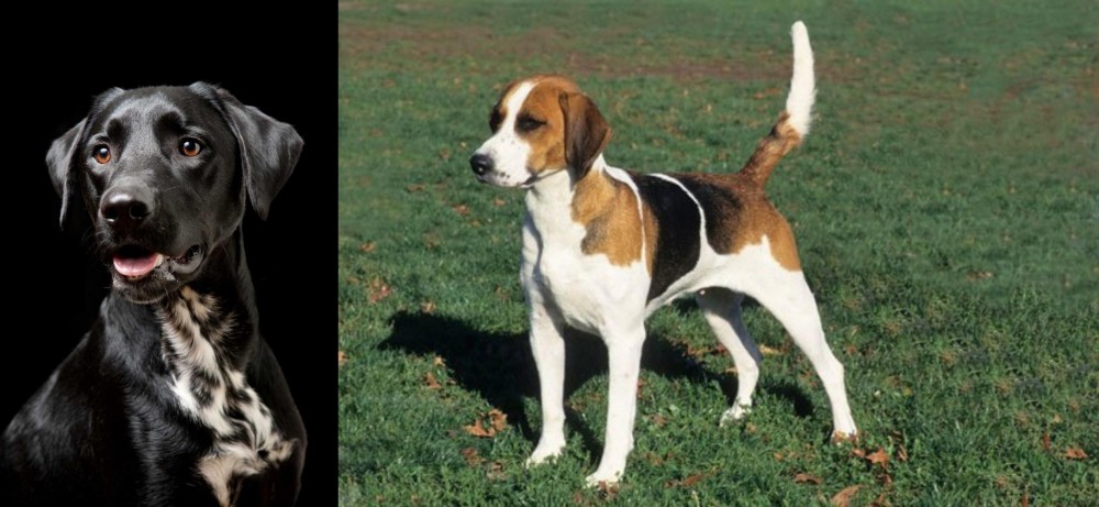 English Foxhound vs Dalmador - Breed Comparison