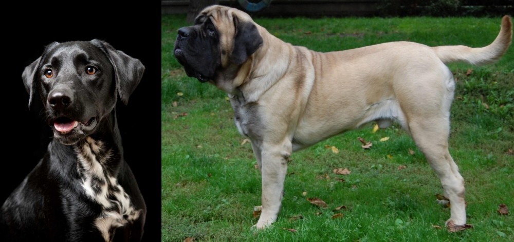 English Mastiff vs Dalmador - Breed Comparison