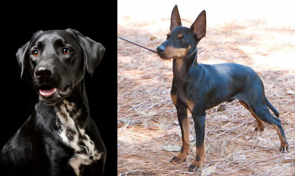 English Toy Terrier (Black & Tan) vs Dalmador - Breed Comparison