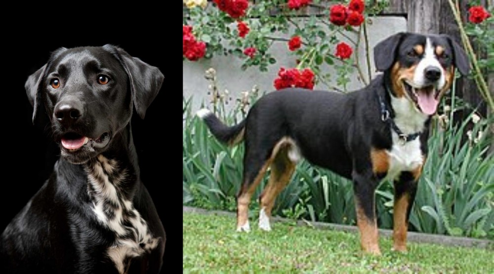 Entlebucher Mountain Dog vs Dalmador - Breed Comparison