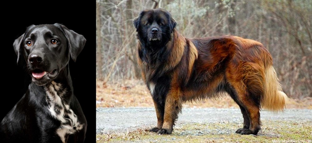 Estrela Mountain Dog vs Dalmador - Breed Comparison