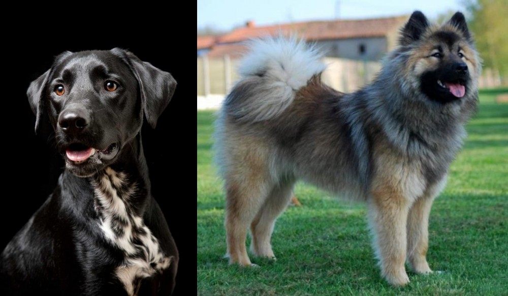 Eurasier vs Dalmador - Breed Comparison