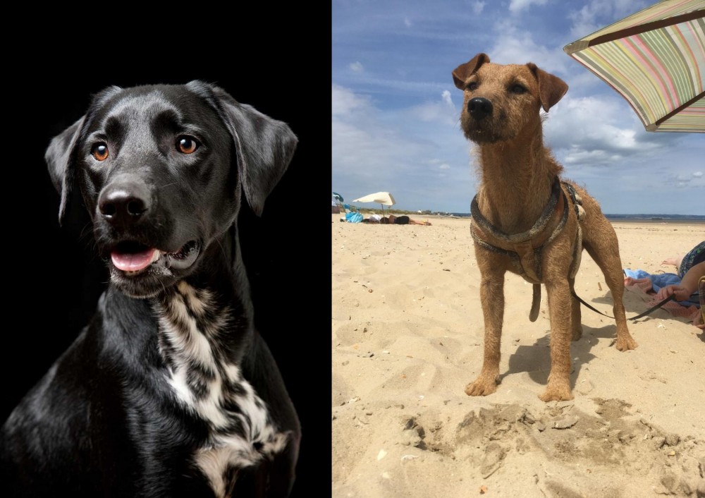 Fell Terrier vs Dalmador - Breed Comparison