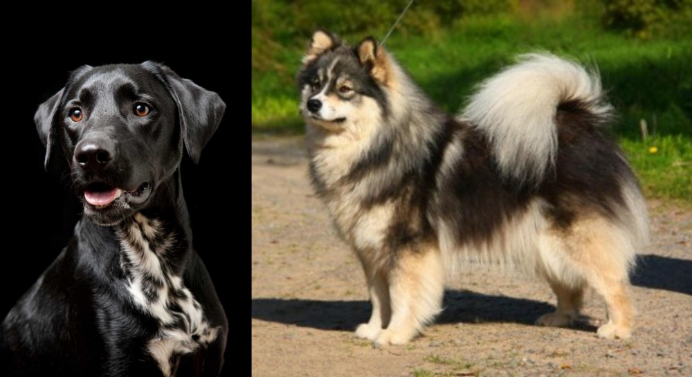 Finnish Lapphund vs Dalmador - Breed Comparison