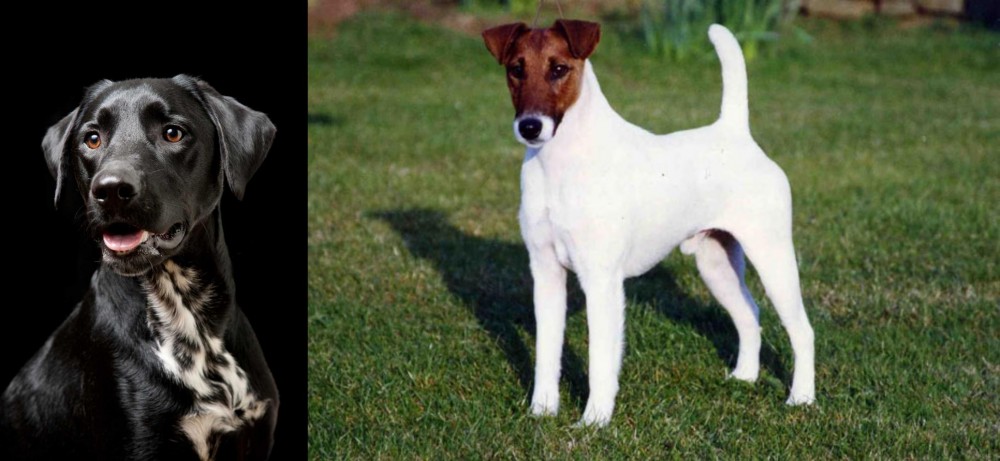 Fox Terrier (Smooth) vs Dalmador - Breed Comparison