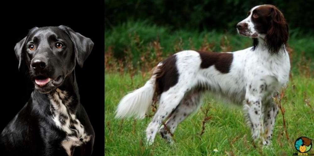 French Spaniel vs Dalmador - Breed Comparison