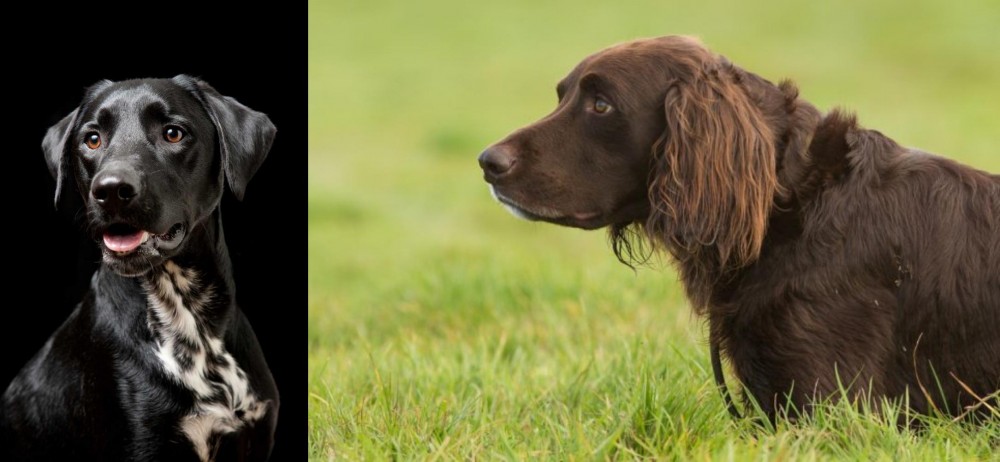 German Longhaired Pointer vs Dalmador - Breed Comparison