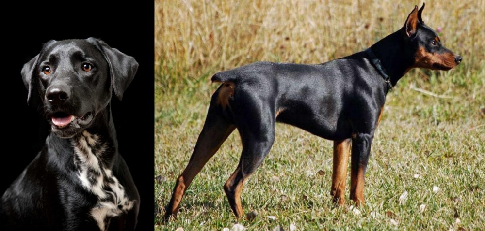 German Pinscher vs Dalmador - Breed Comparison