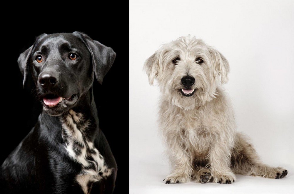 Glen of Imaal Terrier vs Dalmador - Breed Comparison
