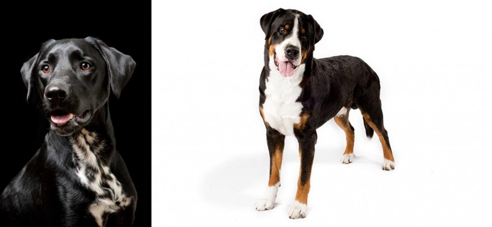 Greater Swiss Mountain Dog vs Dalmador - Breed Comparison