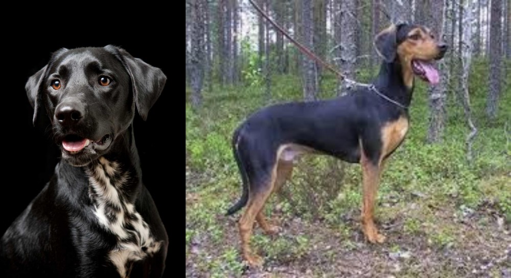 Greek Harehound vs Dalmador - Breed Comparison