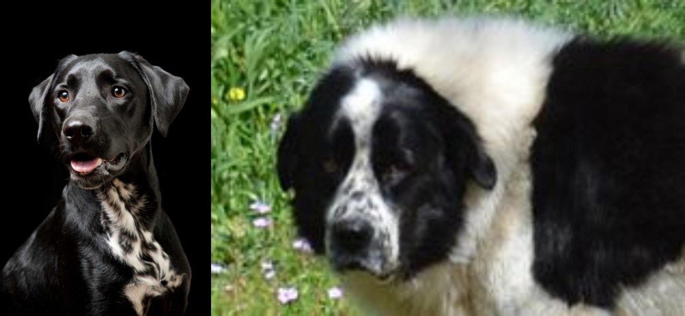 Greek Sheepdog vs Dalmador - Breed Comparison