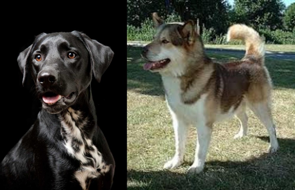 Greenland Dog vs Dalmador - Breed Comparison