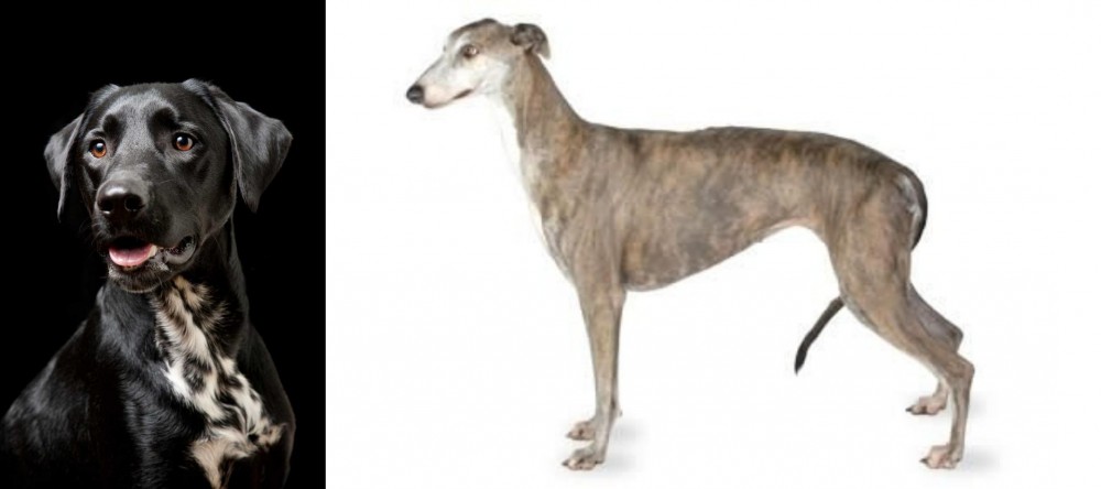 Greyhound vs Dalmador - Breed Comparison