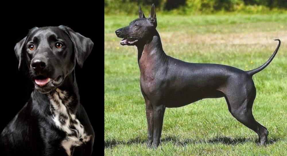 Hairless Khala vs Dalmador - Breed Comparison